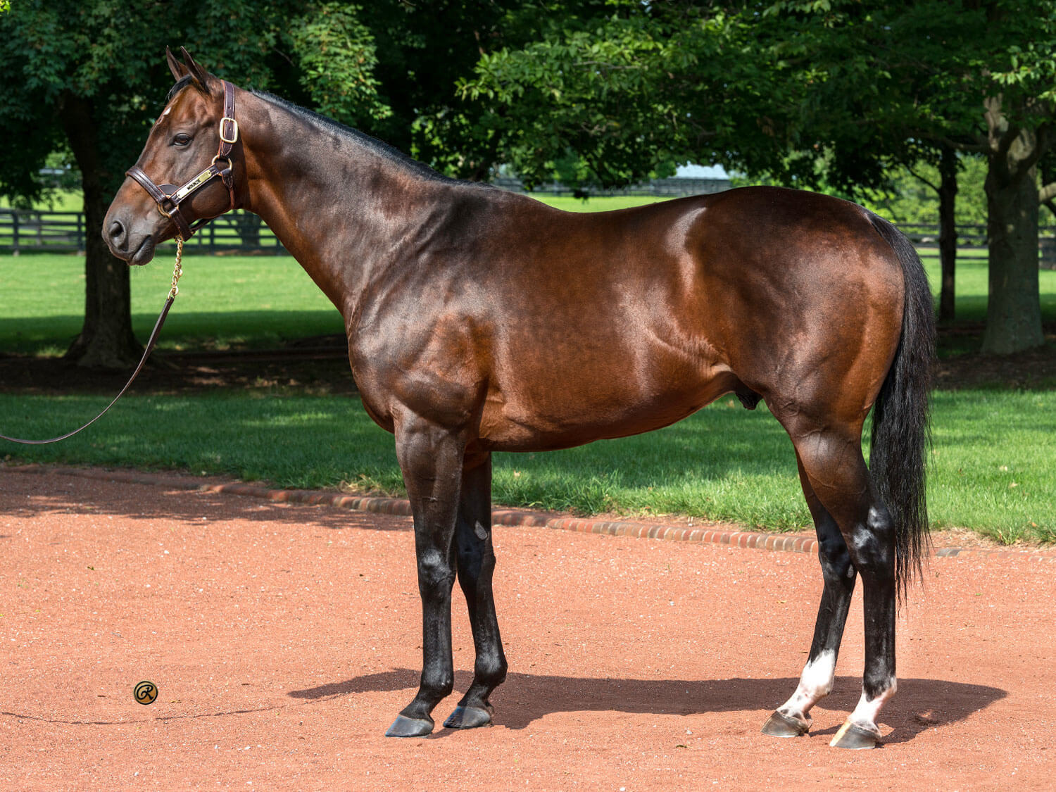 stallion_stakes_mckinzie_conformation